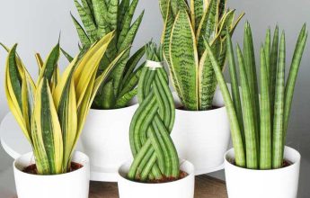 گیاهان اکسیژن ساز آپارتمانی